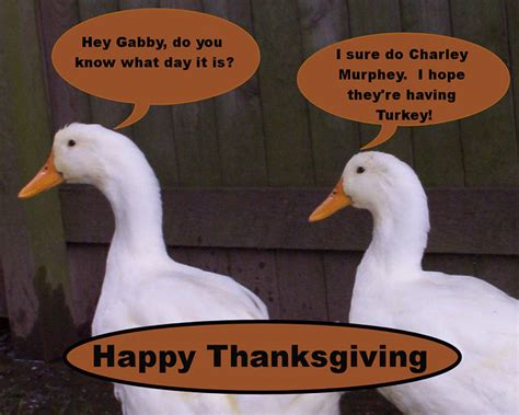 Duck breast with cherry chutney recipe & video. Thanksgiving ducks | Flickr - Photo Sharing!