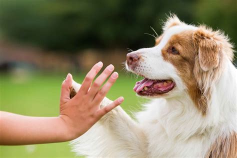 How to Train Your Dog to High Five | Wag!