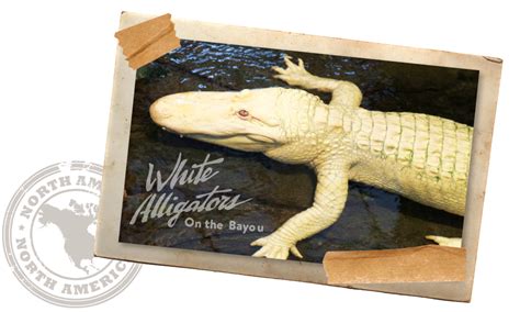 St Augustine Alligator Farm Zoological Park Exhibits