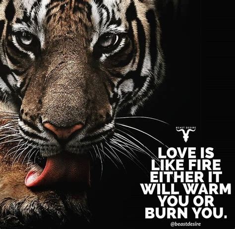 Pin By Sarah French On Tiger Quotes Tiger Quotes Tiger Quotes