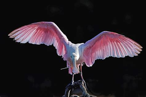 Wings Photograph By Matthew Lerman Pixels
