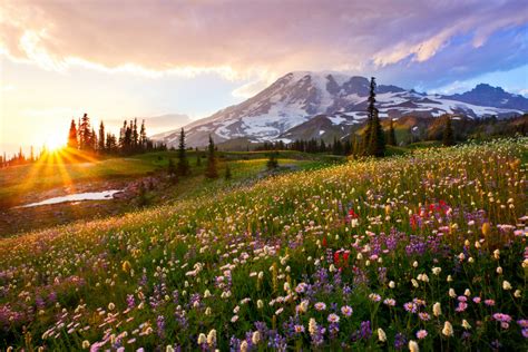 There is so many things you can explore and kilometers of trails to discover. 11 Fun Facts About Mount Rainier National Park | U.S ...