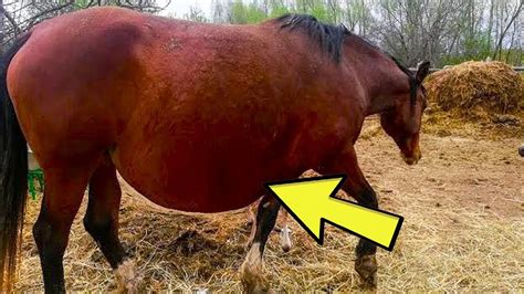 The Owner Couldnt Believe Her Eyes When She Saw Whom Her Horse Gave