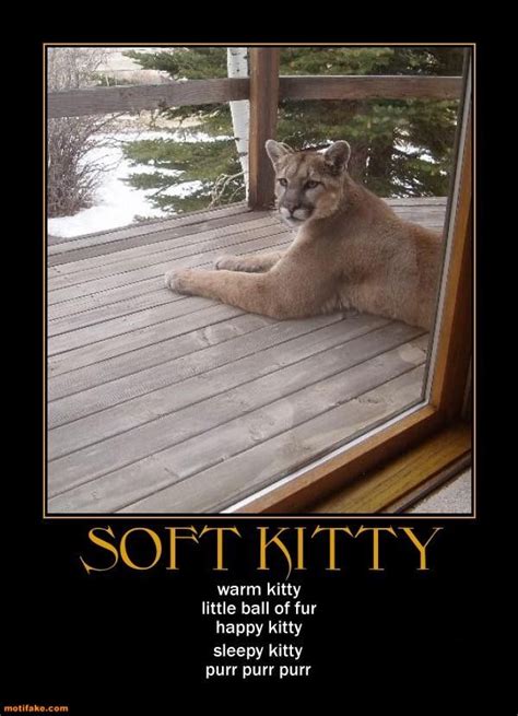 Soft Kitty Animal Memes Funny Animals Animal Pictures Funny Pictures
