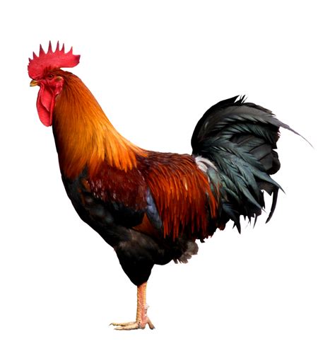 Rooster Png Transparent Free Download