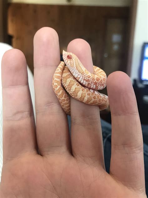 Pin By Emilia Messina On Snake Stuff Cute Reptiles Baby Snakes Pet