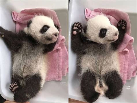 A Cute Baby Panda Bear Who Looks Like Hes Just Woken Up From His