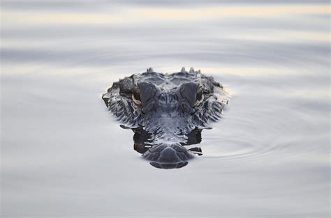 Close Encounter With A 14 Foot Alligator In Alabama Lake