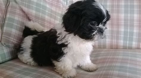 Maltese Shih Tzu Puppies White