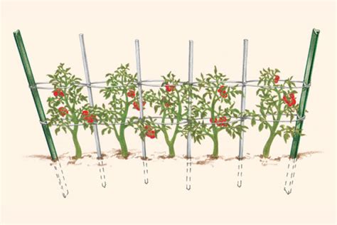 How To Support Tomatoes Finegardening