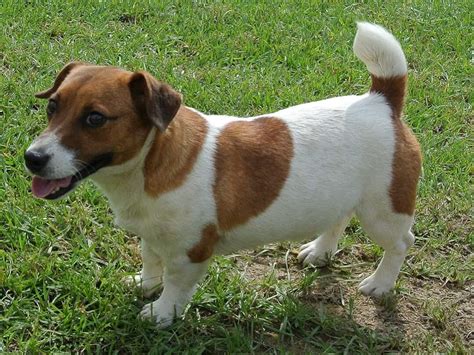 Great, because we've got an article dedicated to popular male dog names here! snookie-female-jack-russell-dog