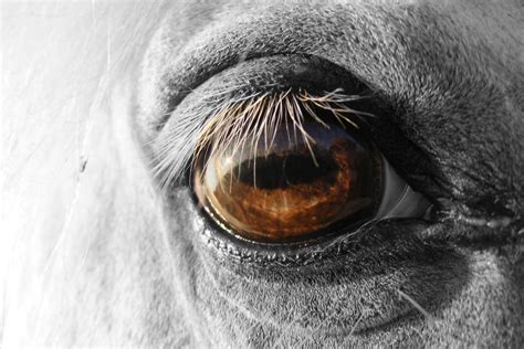 Horse Eye By Littleblackcloud91 On Deviantart