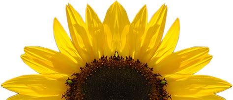 Silhouette Half Sunflower Clipart Free Black Sunflower Cliparts