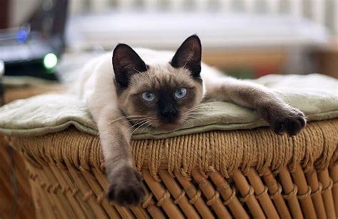 Siamese Cat Breed History Characteristics And More