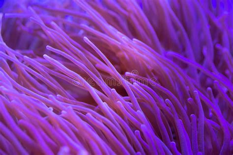 Beautiful Sea Flower In Underwater World With Corals Stock Photo