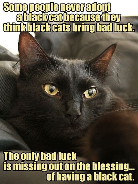 Pin By Emily Cashman On Les Animaux In 2020 Black Cat Memes Cute Cat