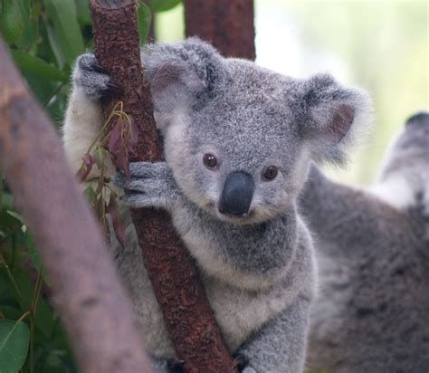 A Baby Koala Aww