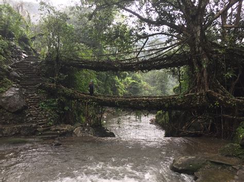 Double Decker Living Root Bridges Cherrapunji Meghalaya India Rhiking