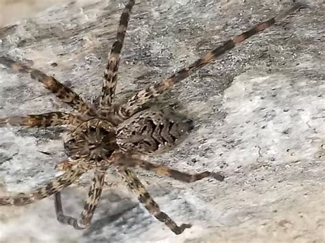 Dark Fishing Spider Dolomedes Tenebrosus Bugguidenet