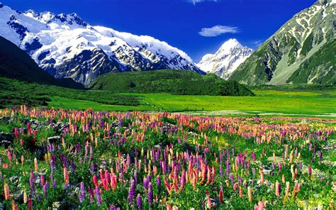 Mountain Landscape Mountain Lupine Flowers Meadow With