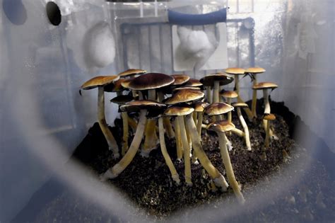 Johns Hopkins Opens New Center For Psychedelic Research The New York