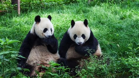 Pandas Mate For The 1st Time In 10 Years After Zoo Closes To Public