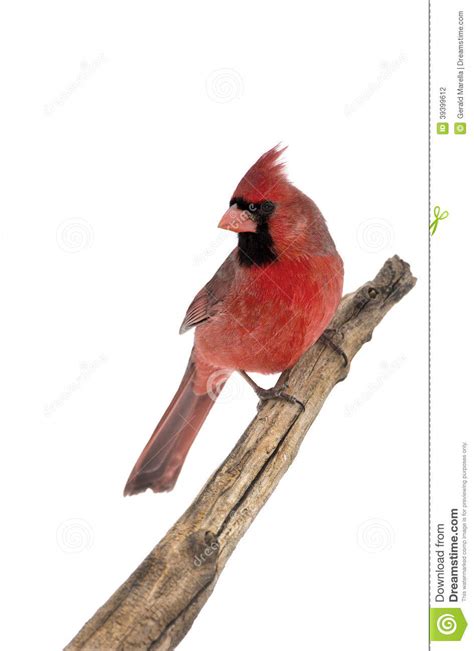 Male Norther Cardinal Cardinalis Cardinalis Stock Photo Image Of