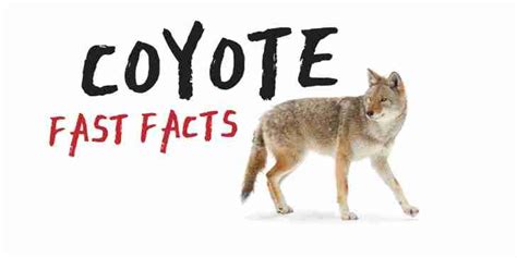 Infographic Coyote Fast Facts