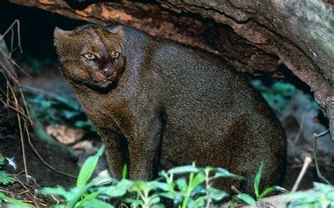 In Search Of The Jaguarundi Wild Cats Small Wild Cats Cats