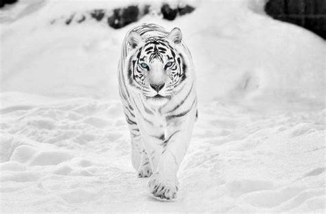 Snow Tiger Wallpapers Top Free Snow Tiger Backgrounds Wallpaperaccess
