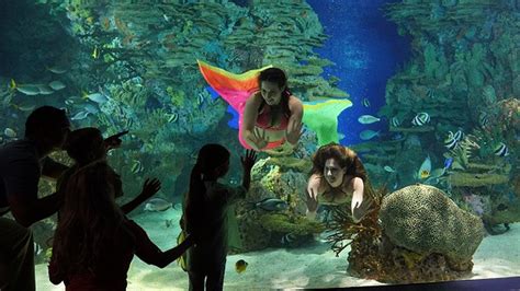 Mermaids Swimming With Sea Creatures At Ripleys Aquarium In Gatlinburg