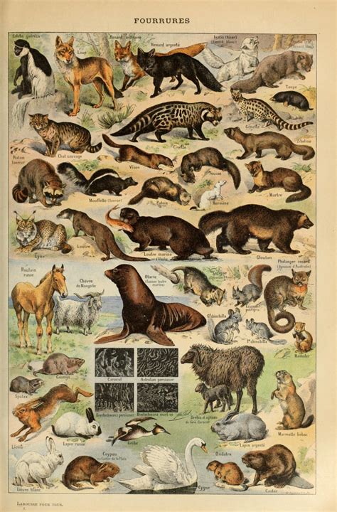 Different Types Of Fur Animals Chart 18x28 45cm70cm Poster