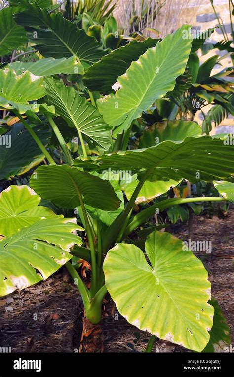 Night Scented Lily Asian Taro Or Giant Upright Elephant Ear Alocasia