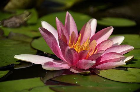 Beautiful Lily Pad Flower Photograph By Dave Sandt