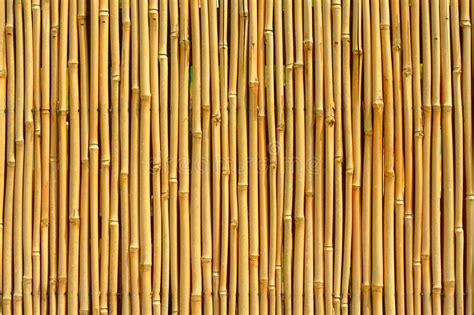 Ide Populer Texture Seamless Bambou Brut