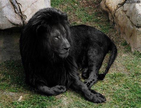 Rare Black Lion Animals Pinterest