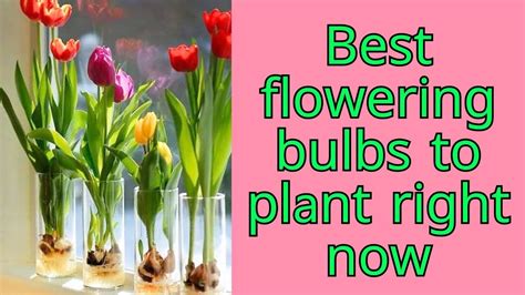 Best Flowering Bulbs To Plant Right Now Most Beautiful Flower Bulbs