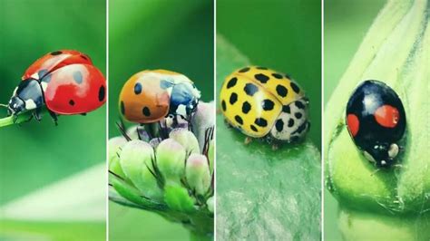 Ladybugs A Complete Guide 2024 Just Pure Gardening