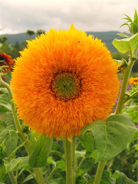 Tall Orange Sun Sunflower Local Roots