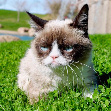 Pin By Sharon On Grumpy Cat Grumpy Cat Humor Grumpy Cat Meme Grumpy Cat