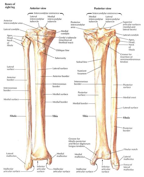 Tibia And Fibula Posterior And Anterior Anatomy Bones Human Anatomy
