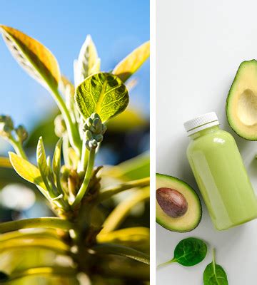 With this tasty agricultural pedigree, it is no wonder that the avocado has grown into one of american's favorites in the produce department. How Hass Avocados are Grown - Love One Today®