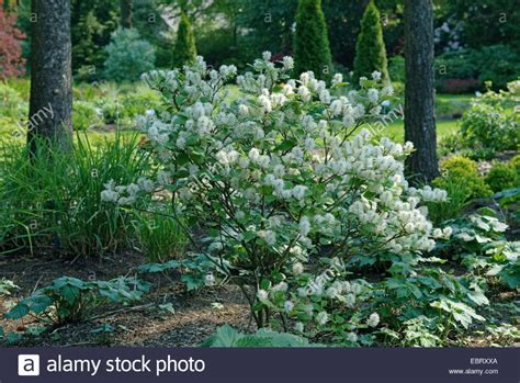 Witchalder Fothergilla Gardenii Blooming Stock Photo In