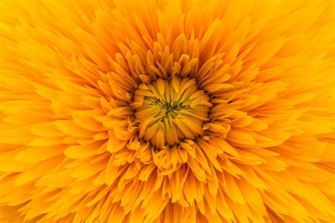 Orange Yellow Pictures Download Free Images On Unsplash