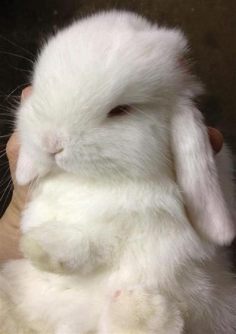 Rabbit Baby The Fluffiness Oh The Fluffiness Cute Animals Cute