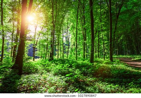 Beautiful Green Forest Stock Photo Edit Now 1027890847
