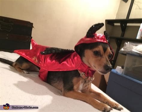 Dog Devil Costume Affordable Halloween Costumes