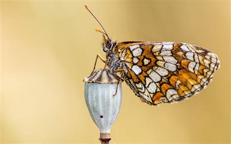 壁紙 蝶、羽、アンテナ、昆虫 1920x1200 HD 無料のデスクトップの背景, 画像