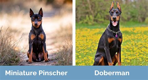 Miniature Pinscher Vs Doberman Key Differences With Pictures Hepper