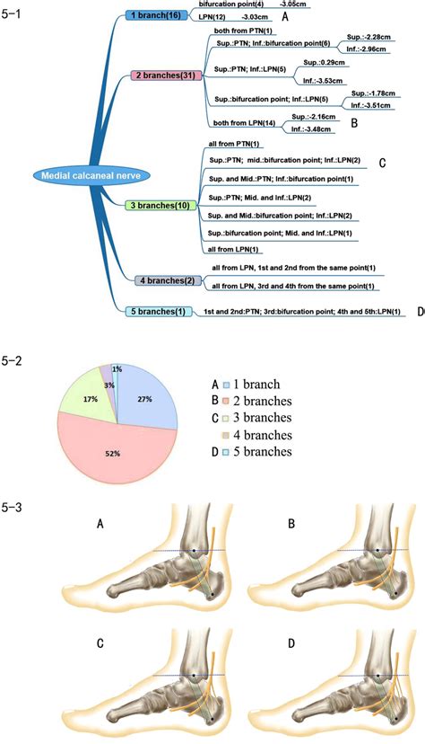 Medial Calcaneal Nerve 51 Representation Of The Branch Pattern Of The